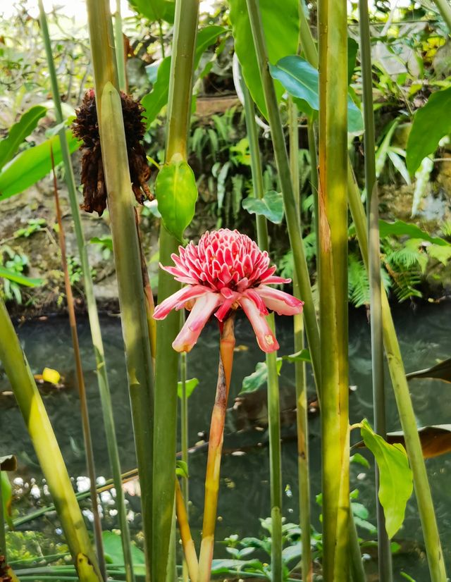 西雙版納｜愛麗絲夢遊仙境｜中科院植物園