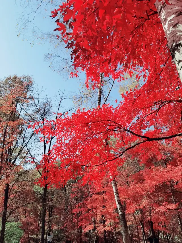 秋天的顏色應該是紅色