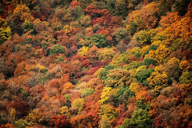 秋天的約定：和最好的朋友一起賞楓，體驗本溪老邊溝的自然魅力！