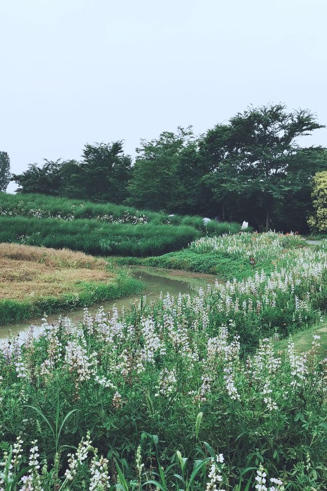 上海公園｜花開上海生態園