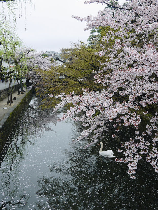 日本小眾地|倉敷半日遊