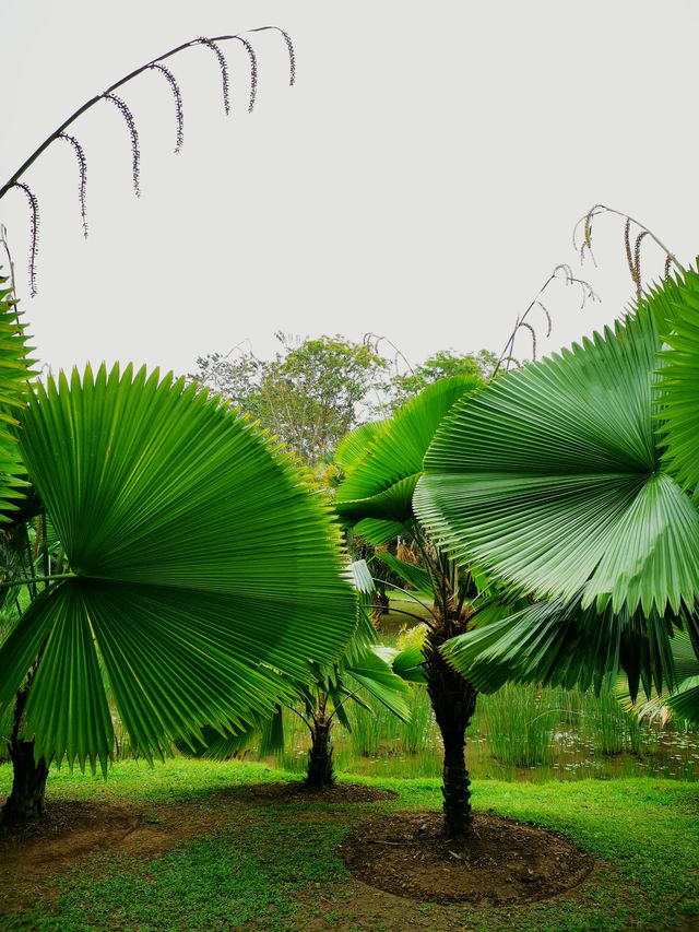 雲南西雙版納 | 一起漫遊中科院植物園吧