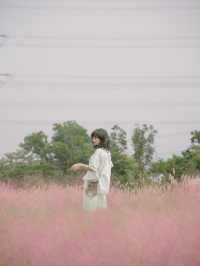深圳秋日粉黛花海浪漫在山野