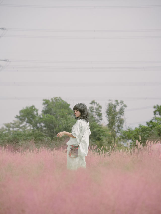 深圳秋日粉黛花海浪漫在山野