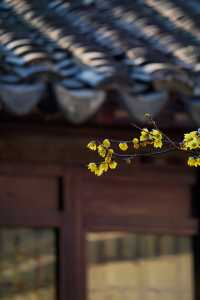 來自金陵瞻園的中式美學～花稀有風骨，半開最雅韻