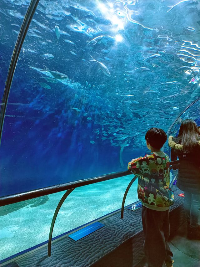 上海海洋水族館20歲啦！