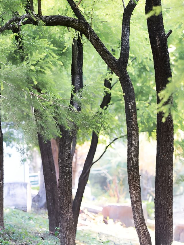 泡泡ooO 南溪山公園（大門）關注桂林|藏在市區裡的百花園香飄