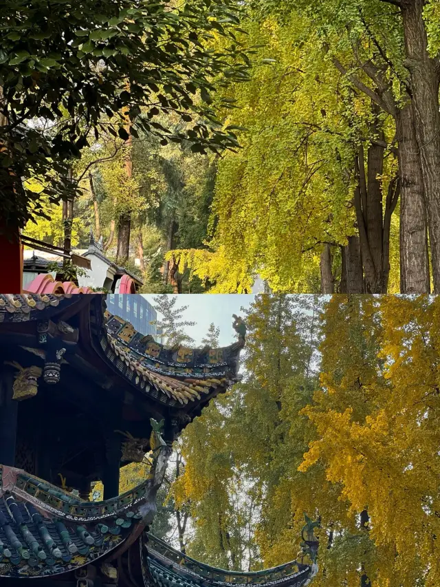 Chengdu Ginkgo | A touch of gold in Qingyang Palace reveals the natural Taoist law