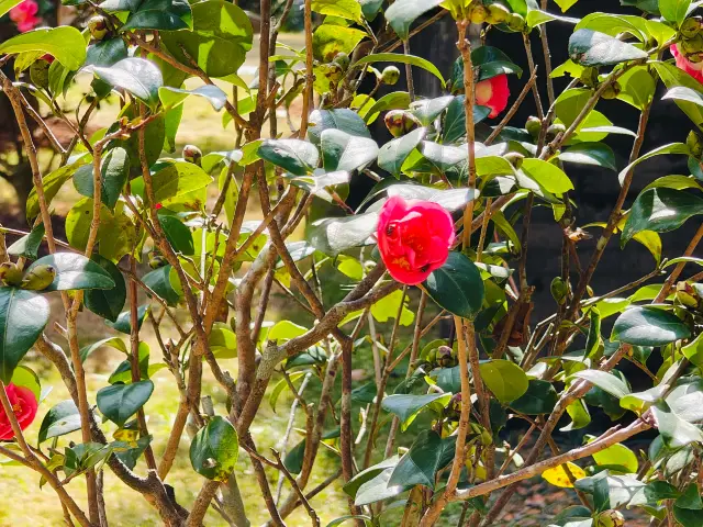 深圳의 하루 여행 좋은 장소_심천 선호 식물원