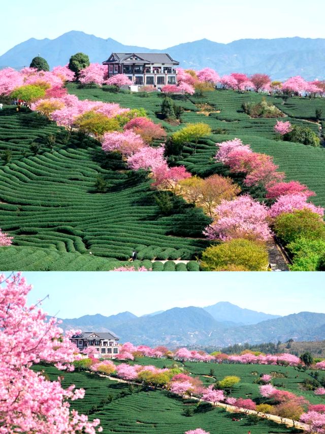 冬天去哈爾賓看雪，春天該來福建賞花了吧
