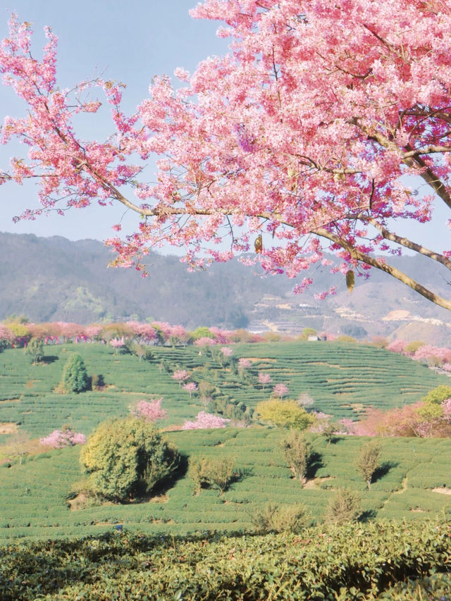 為了這片茶園櫻花，我飛了1600km