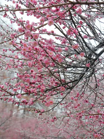 e beauty of the frozen plum blossoms in Wuhan is beyond what I can describe with words