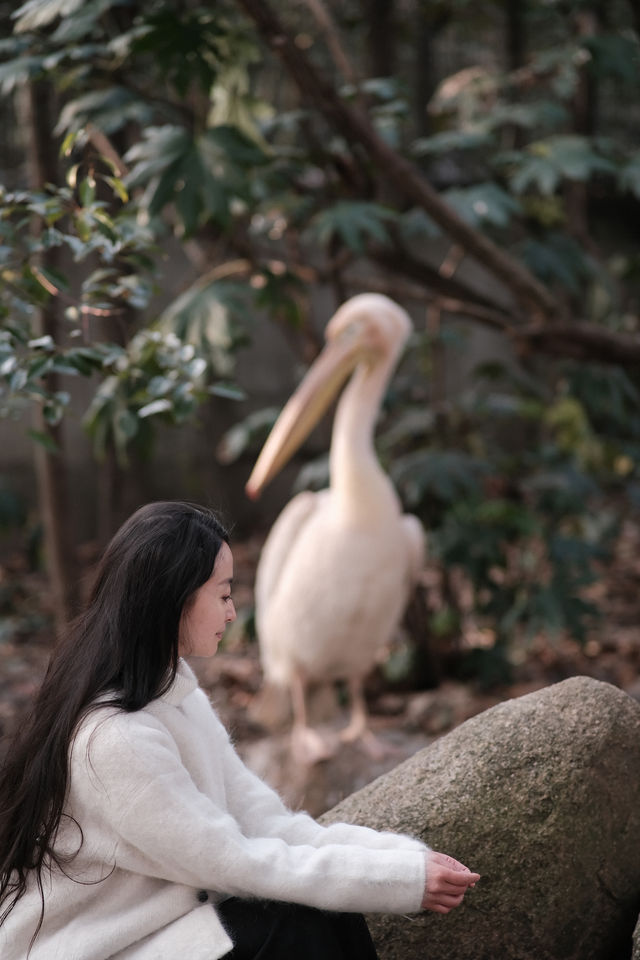 上海遛娃好地方動物園太治癒