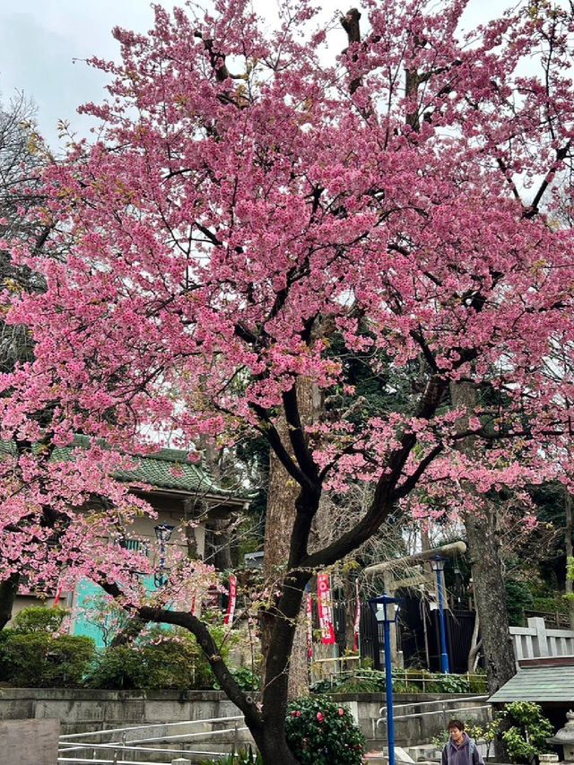 3月22日～31日｜上野公園賞櫻活動來啦