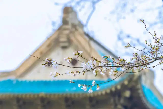 武大の学生は、桜の季節が本当に怖いです！