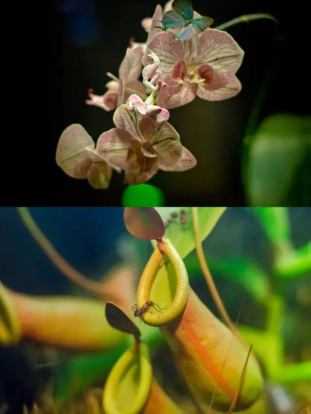 這裡可以看到全世界的動植物標本 快帶孩子來漲知識吧