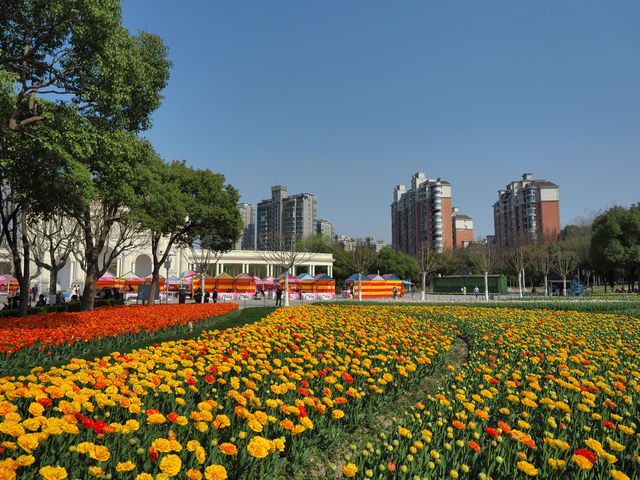 50萬株花朵怒放，上海阔别兩年的鬱金香公園歸來