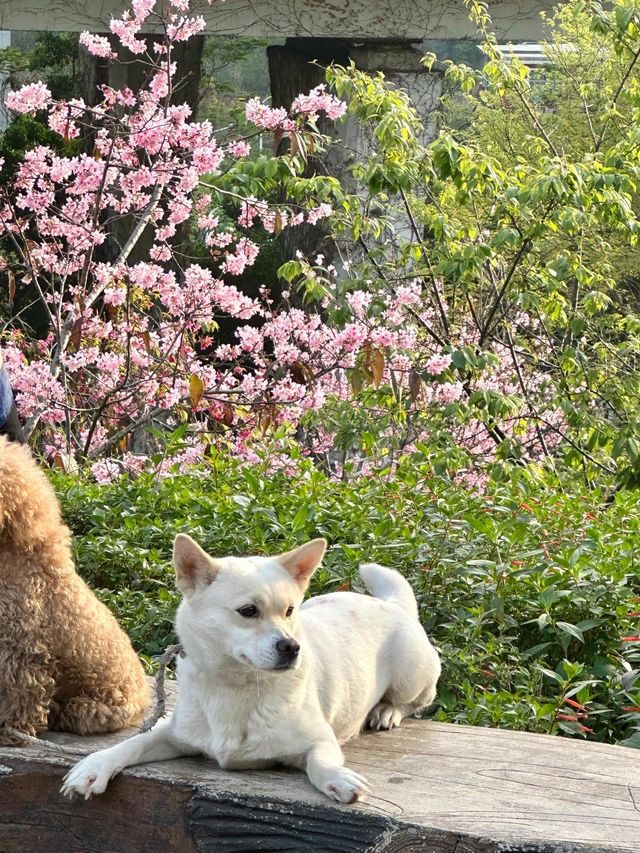 被99%廈門人忽略的櫻花園！（3月23日實況）