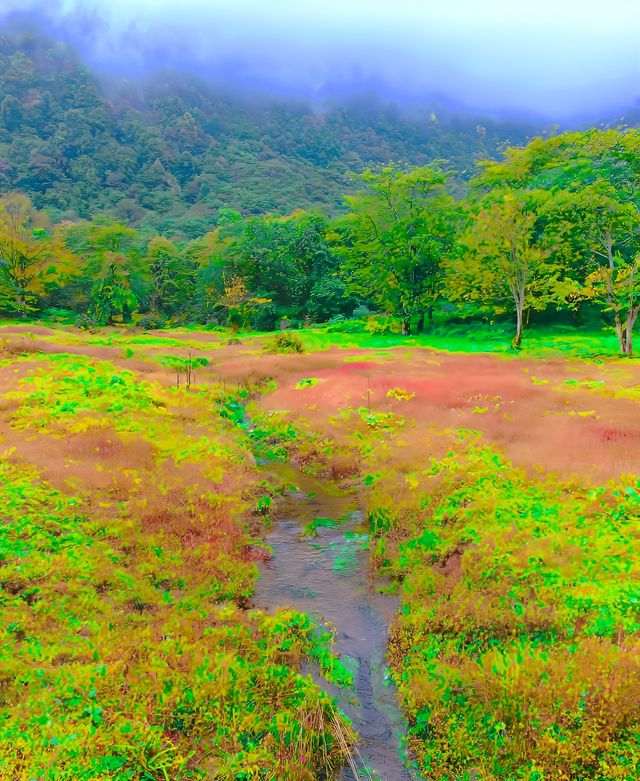 向雲端~馬里冷舊開滿鮮花的草地！！！