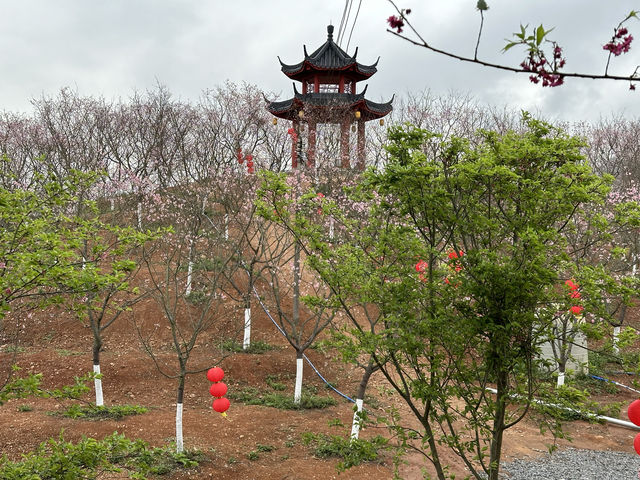 櫻花開在春天裡，免費賞櫻打卡地