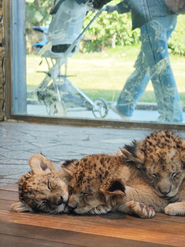 上海野生動物園一日遊