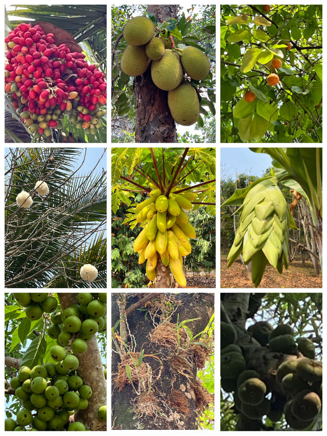 西雙版納熱帶花卉園