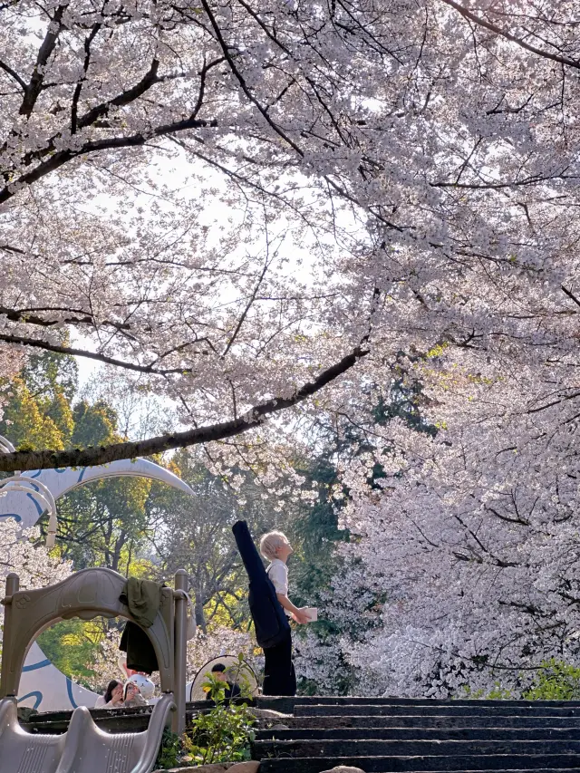 To avoid the crowds, let me secretly tell you about an off-the-beaten-path cherry blossom viewing spot in Hangzhou