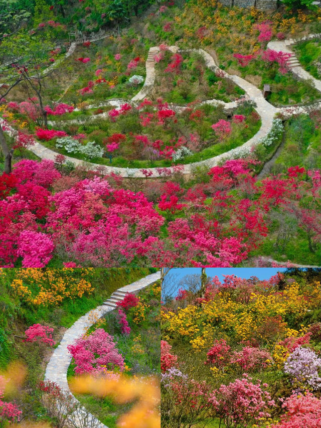 三月賞花去篁嶺，萬畝油菜花花海美到窒息