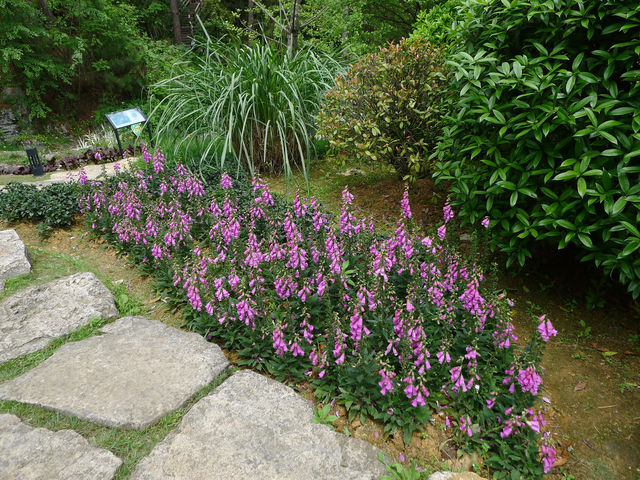 鮮花山谷——登高雲山·雲谷花境