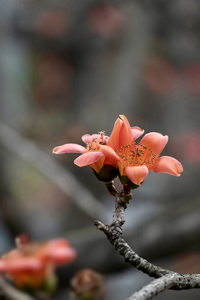 三月裡的佛山，滿城被木棉花披上“紅妝”