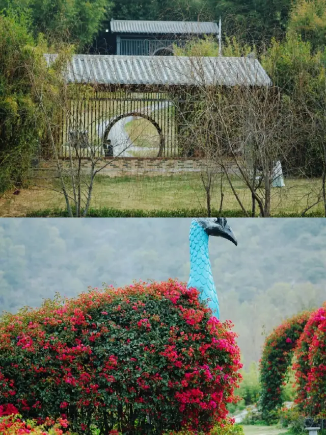 Shenzhen's Hidden Peach Blossom Land, come experience the tranquil beauty of pristine forests