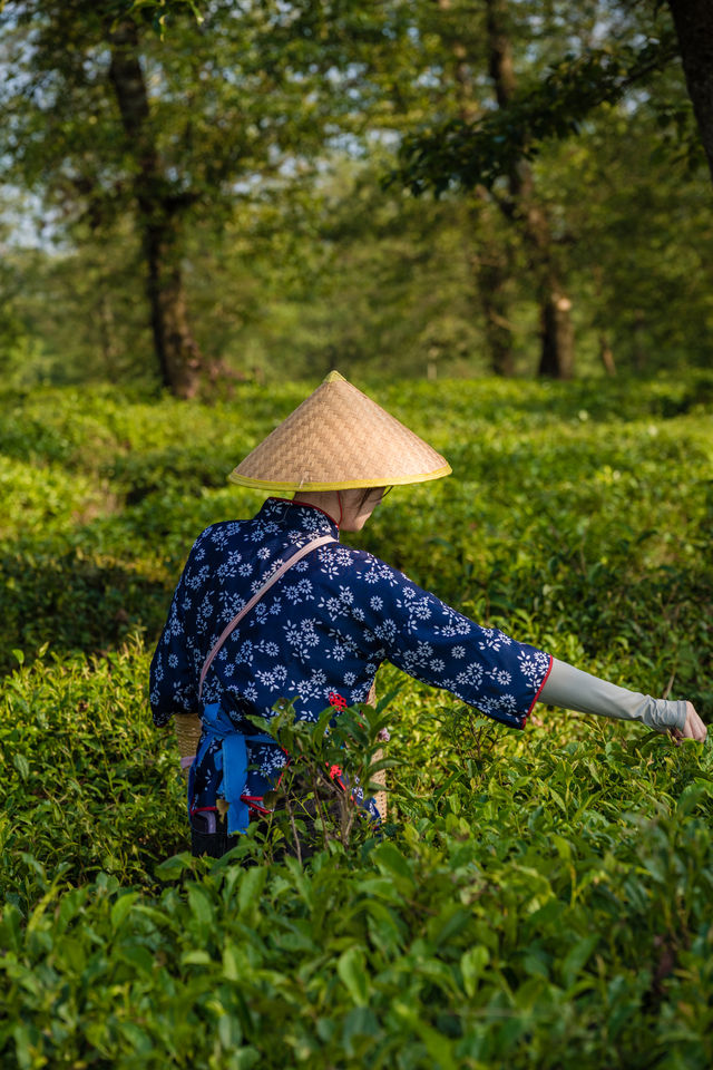 騰沖大地茶海