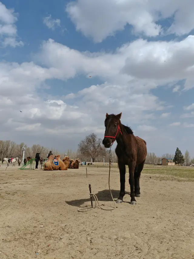 Gujiu, now known as Baotou!