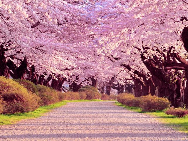 Tenshochi Hanami Sakura Celebration