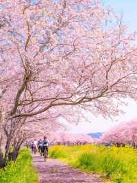 Cherry Blossoms Around Osaka Himeji🇯🇵