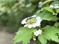 滿城春色何處見 繁花似錦在二環