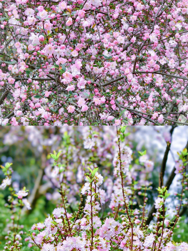 一定要來趟錫惠公園看櫻花