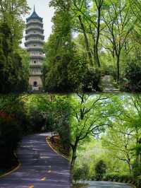 南京紫金山生態徒步，解鎖城市綠肺之秘境突圍