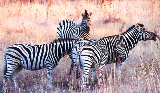 南非  克魯格國家公園  Kruger National Park