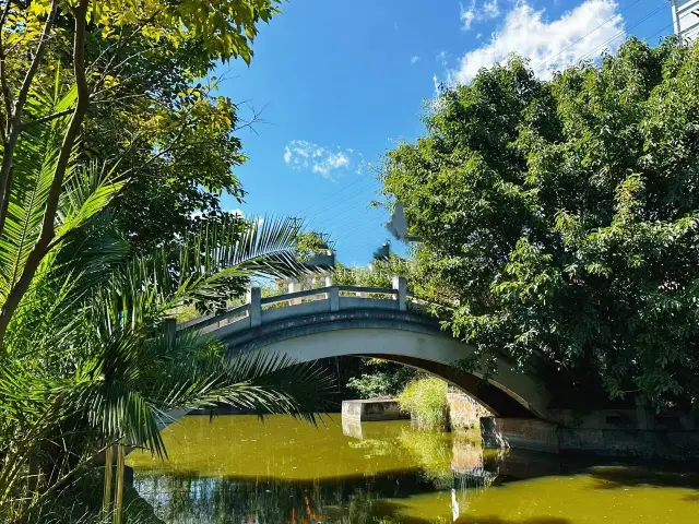 Chuxiong Longjiang Park, a leisurely spot surrounded by water lilies