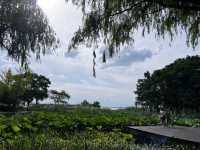 真是寶藏地—人少景美的巴城生態濕地公園