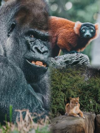 瓦倫西亞動物園的珍稀與精彩！
