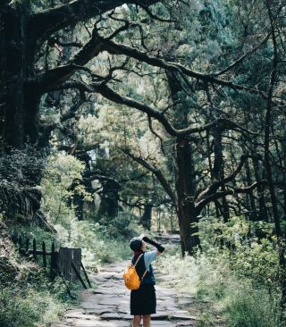 Ancient cypress forest, the horse-blocking wall on the old Shu path