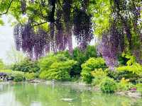 上海嘉定賞花好去處推薦，紫藤園