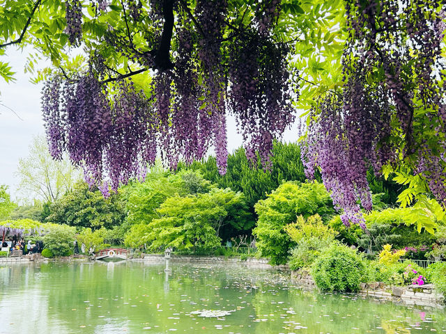 上海嘉定賞花好去處推薦，紫藤園