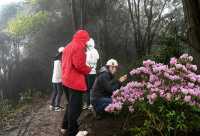 大山深處的中國杜鵑園