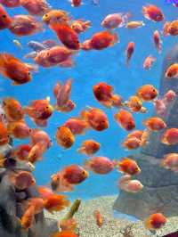 “闖入金魚夢境𓆡𓆝𓆟𓆜”東莞海洋館好好拍…