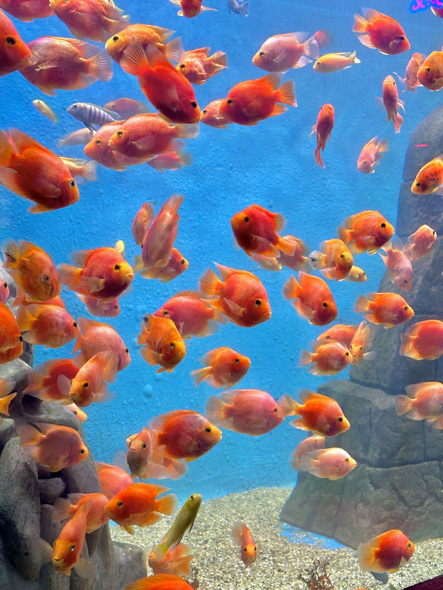 “闖入金魚夢境𓆡𓆝𓆟𓆜”東莞海洋館好好拍…
