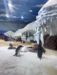 武漢極地海洋公園遊玩攻略
