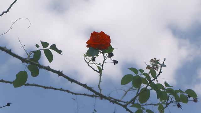 普者黑一個小角落的風景